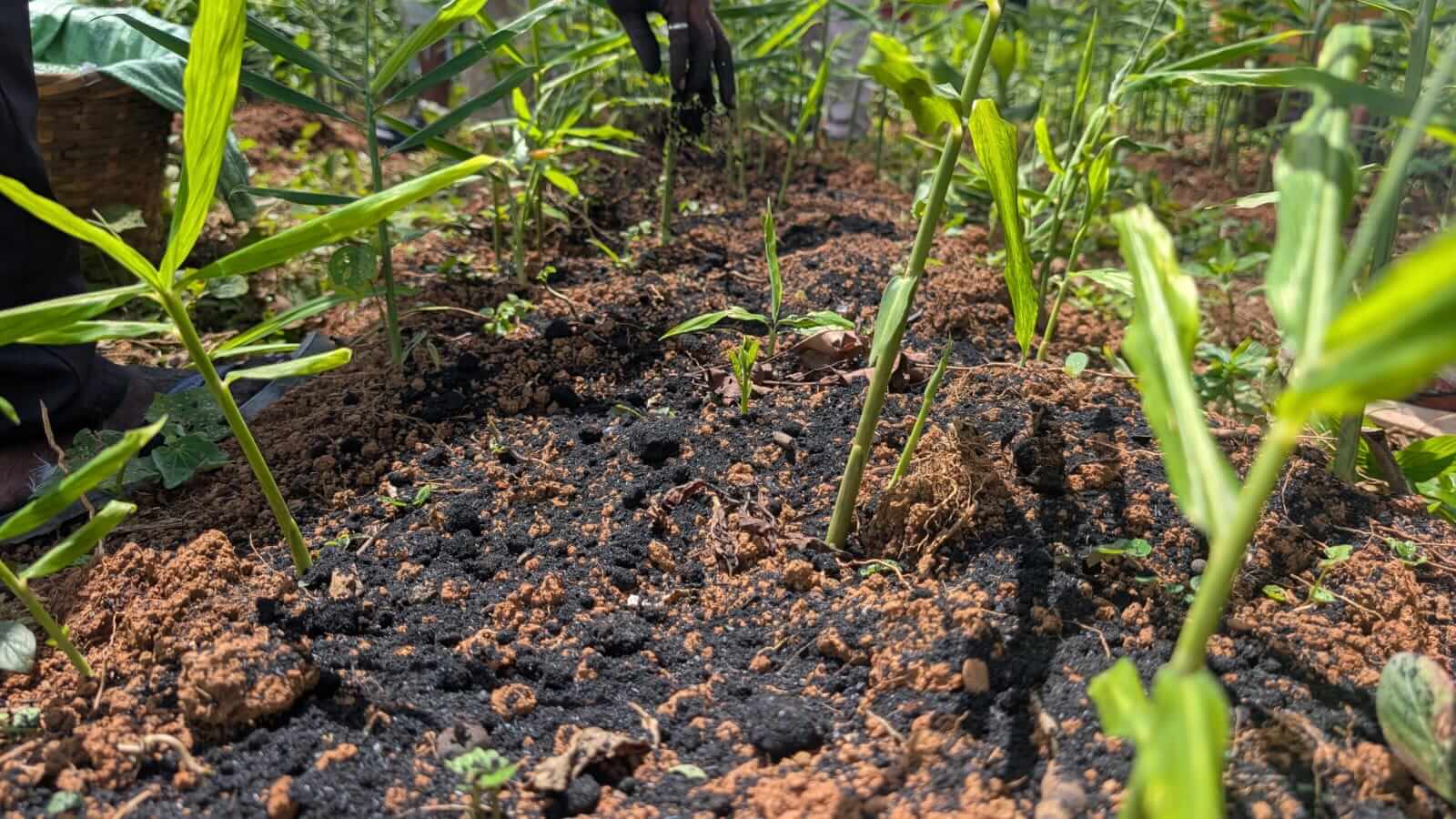 Biochar Project - Image 8