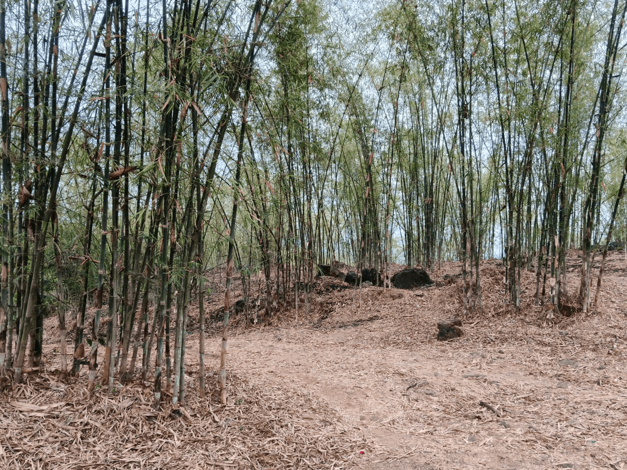EarthMaa Project - Image 3