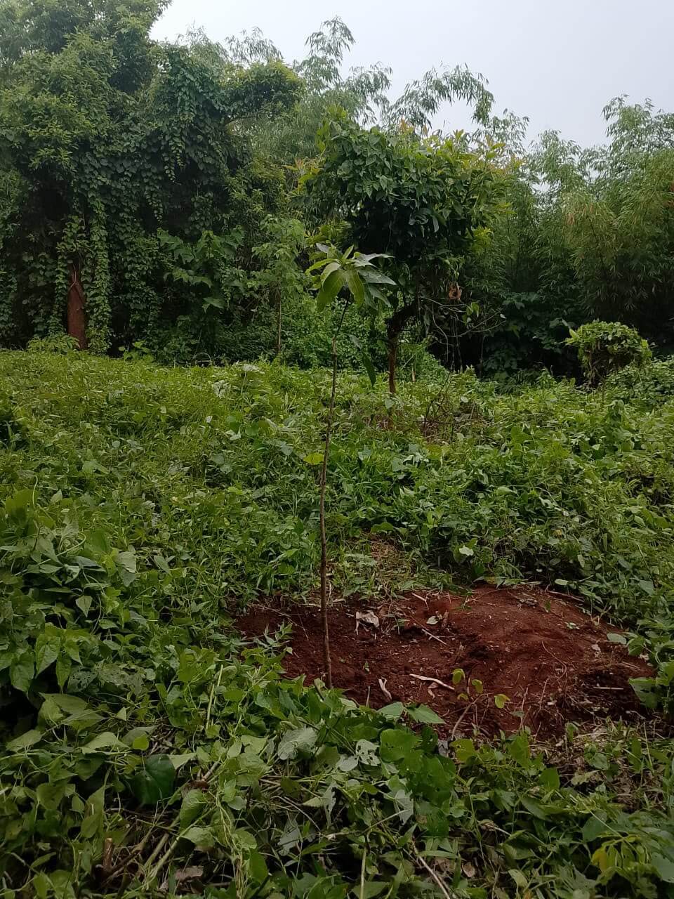 Nature Based Carbon Finance Project - Image 5